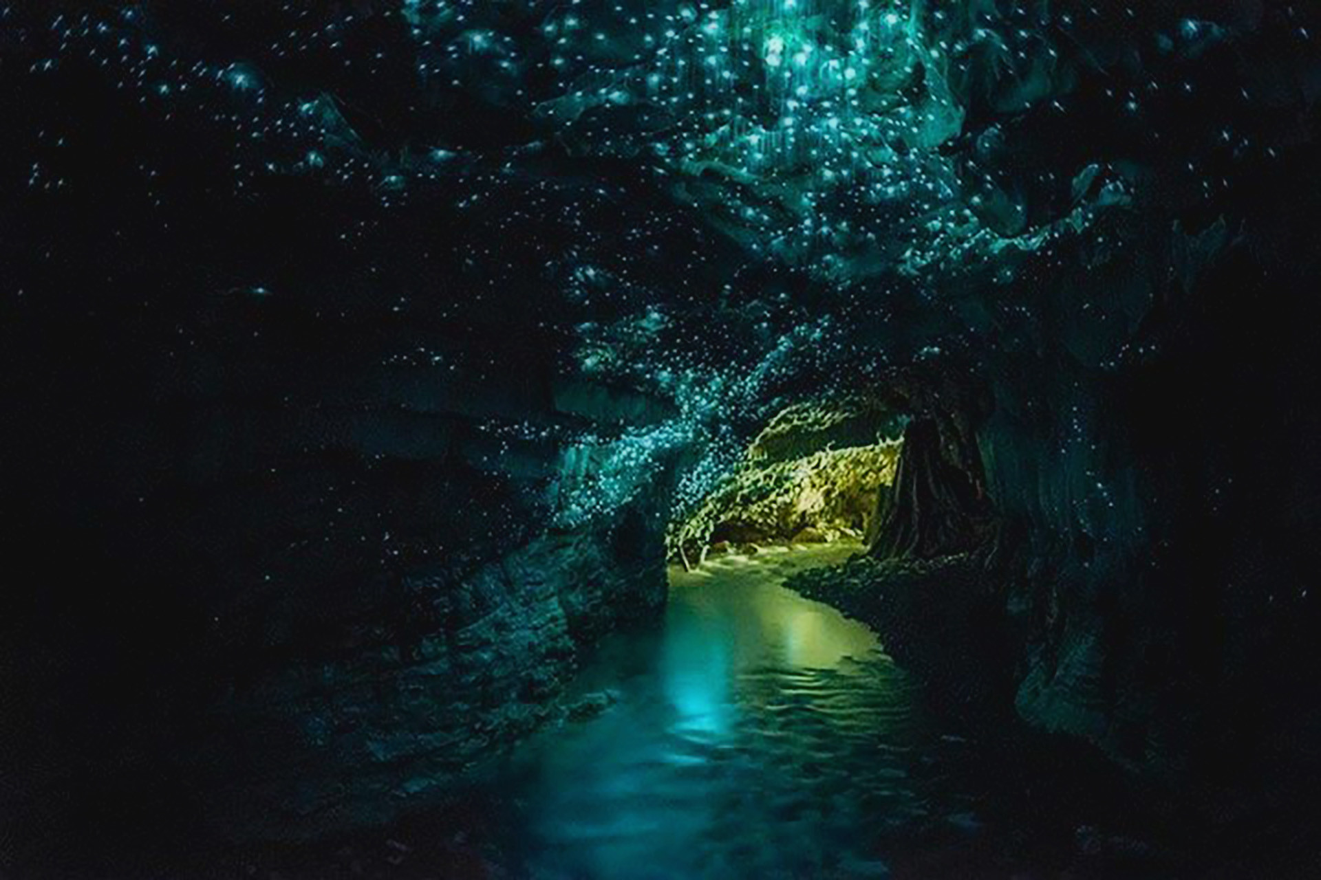 Glowworms glowing in a cave in Waitomo Glowworm Caves, New Zealand