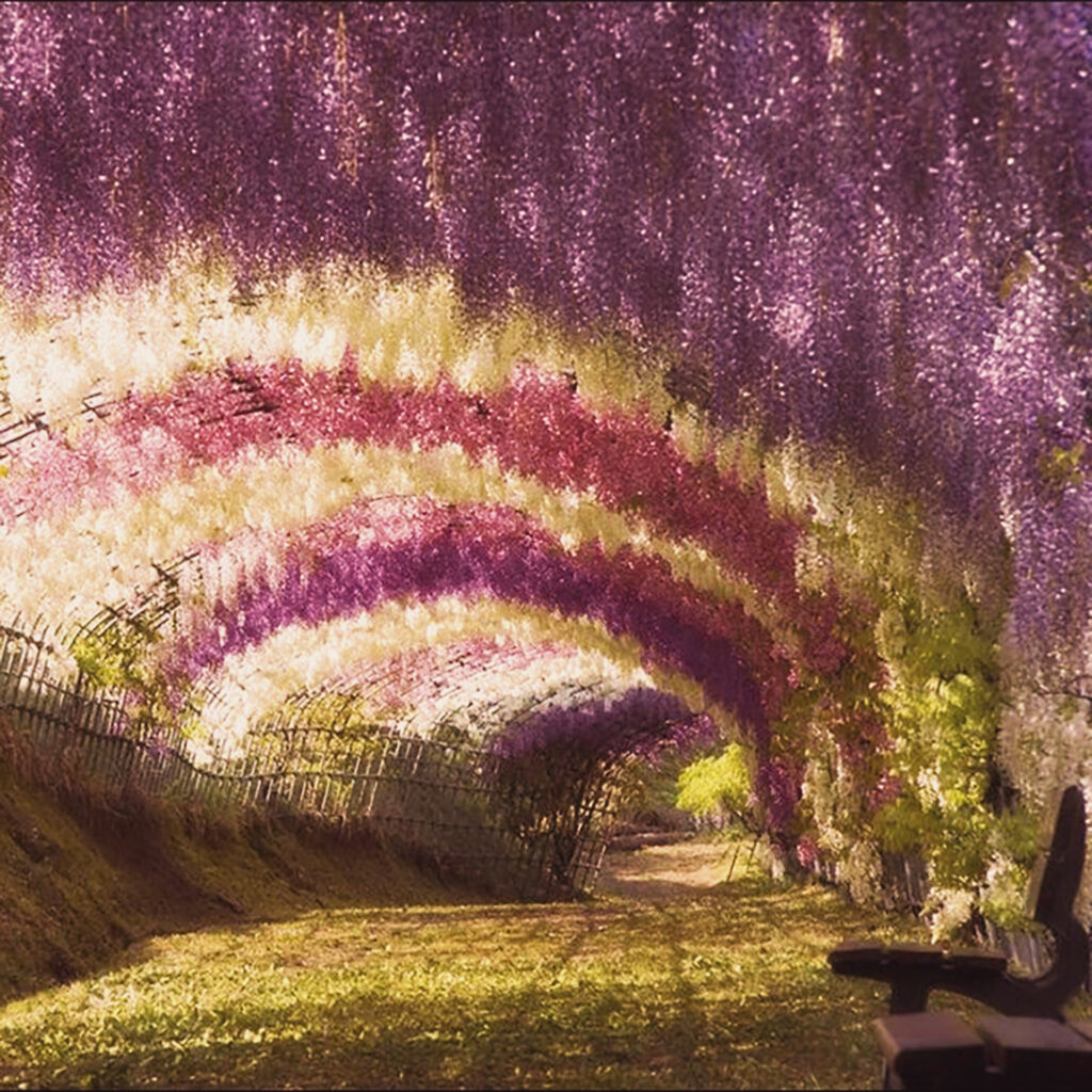 Tunnel made of Wisteria flowers in Kawachi Fuji Garden