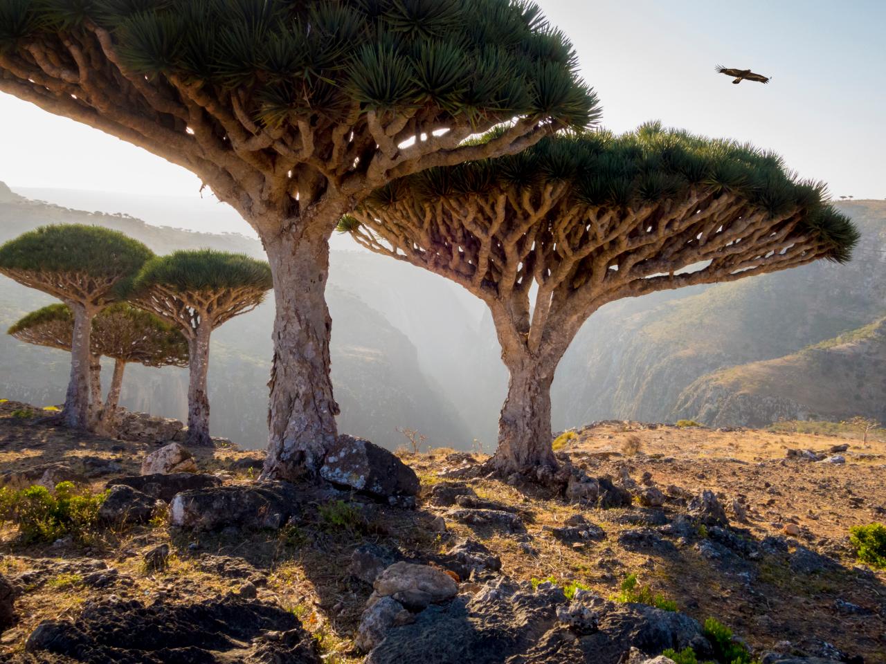 Dragon blood trees in Socotra Island